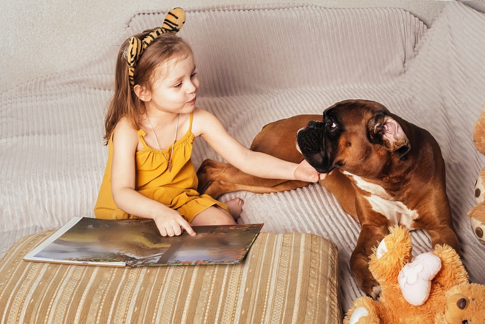 A cute little girl wearing a yellow dress read a children's book out loud to her gentle Boxer dog, showing that Boxers are a great dog breed for families. 