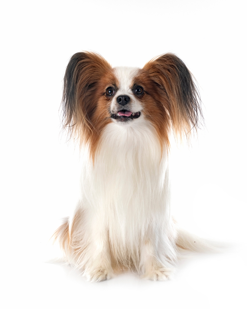A gorgeous Papillon purebred dog sits on a white backdrop to exhibit this dog breeds long, silky hair, huge "butterfly" ears, and friendly face.