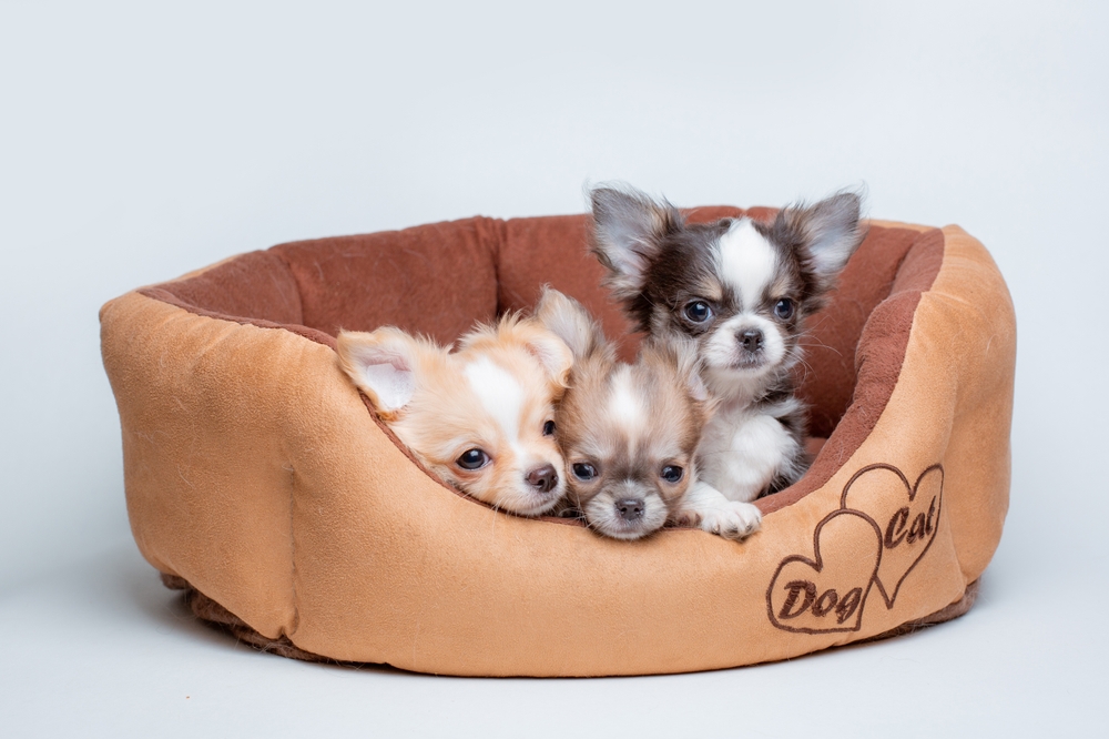 Chihuahuas are among the 10 longest living dog breeds, as featured here in a comfortable dog bed. 