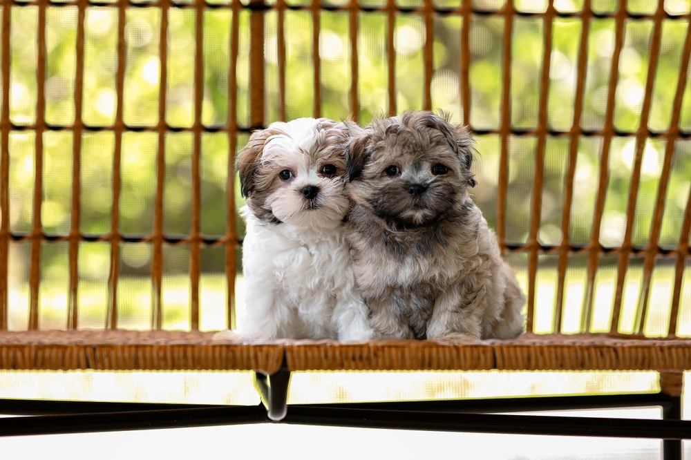 Two Shih Tzu puppies look like cuddly teddy bears as they sit in the sunshine outside on a wicker bench, ready for their long lives as one of the longest living dog breeds. 