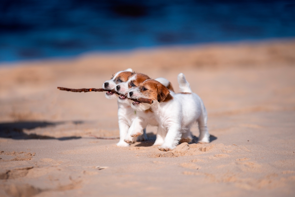 Three determined Jack Russell Terrier puppies carry a stick across a sandy beach, ready for a long life.