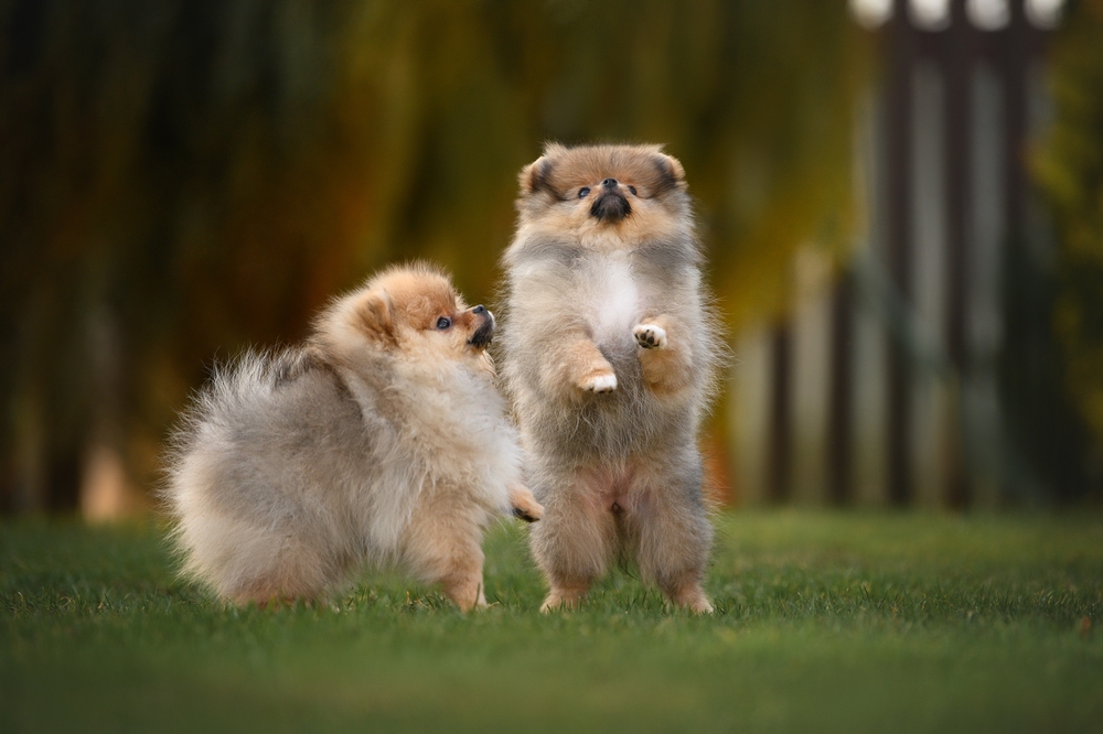Two fluffy Pomeranian puppies play outside because life is great when you're a Pomeranian!