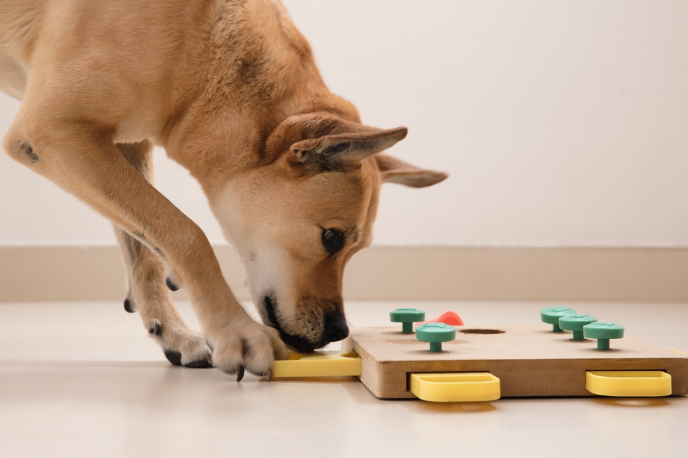 A happy dog plays with a dog puzzle to entertain itself while its family celebrates Thanksgiving. 