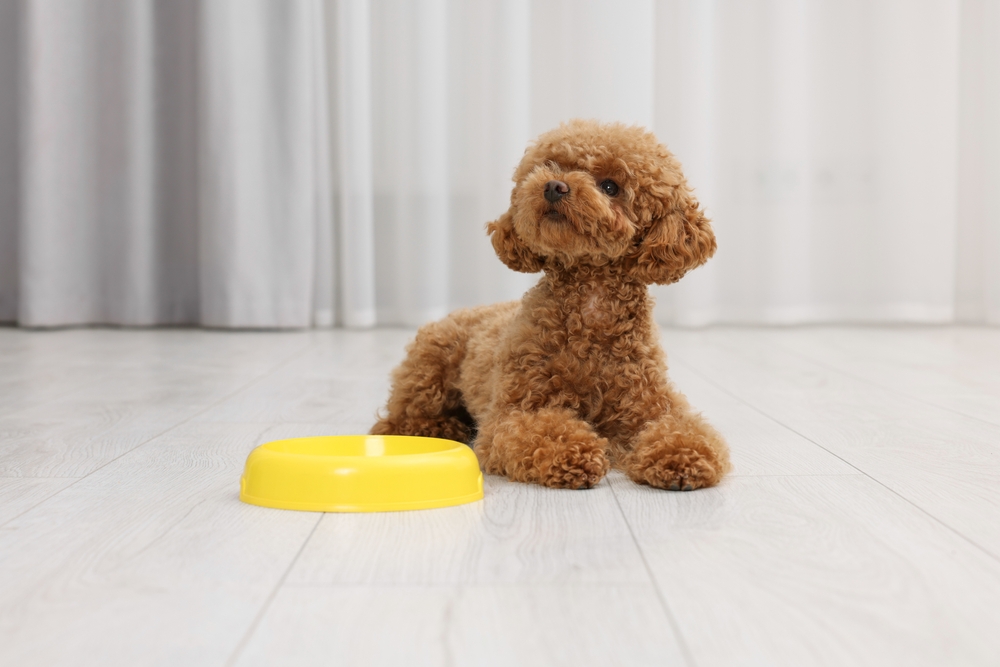 A cute Maltipoo, which is a mix of Toy Poodle and Maltese, lays next to his yellow bowl inside. 