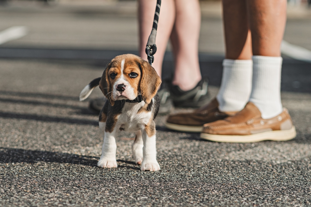 An adorable Beagle puppy goes for a walk with his owners, looking curious yet relaxed at the new sights and smells.