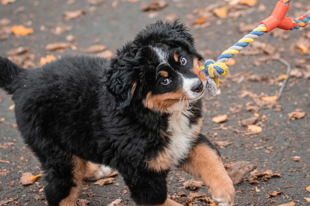 A Bernese Mountain Dog puppy plays tug-of-war with his favorite person on Thanksgiving as a fun puppy game. 