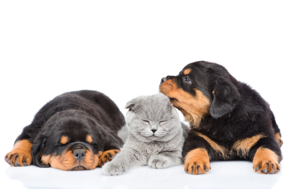Two adorable Rottweiler puppies sit on either side of a cute gray cat to show that this dog breed is gentle and accepting of other household pets. 