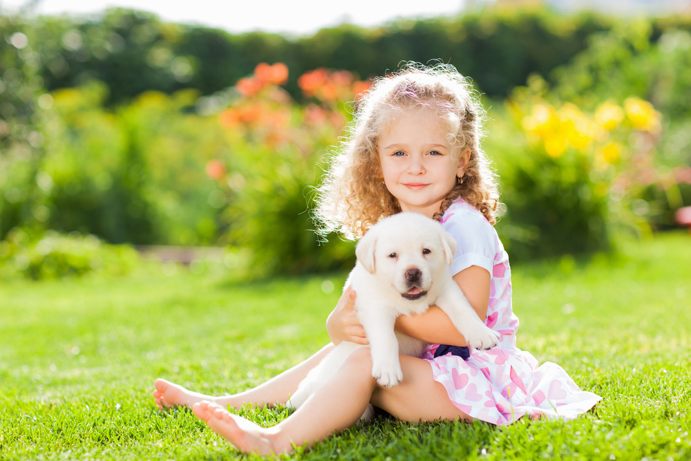 A cute little girl sits outside in the sunshine with her yellow Labrador Retriever puppy, on of the best family dog breeds.