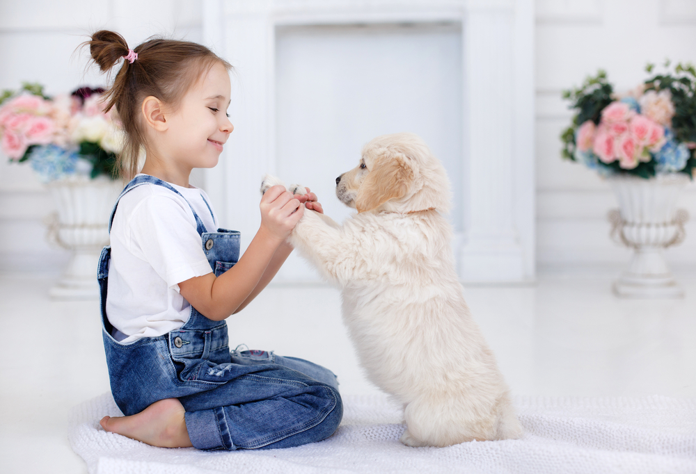 A little girl plays with a Golden Retriever puppy at home to show how gentle, patient, and affectionate this purebred dog breed is with children.