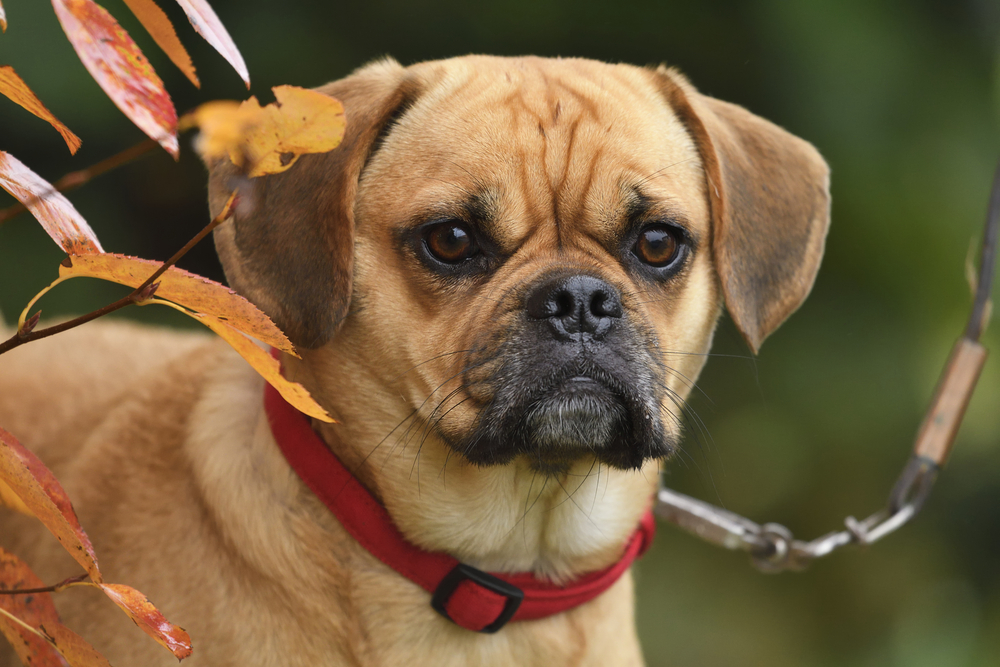 A cute Puggle with a red collar stares nervously across a field during autumn time. 