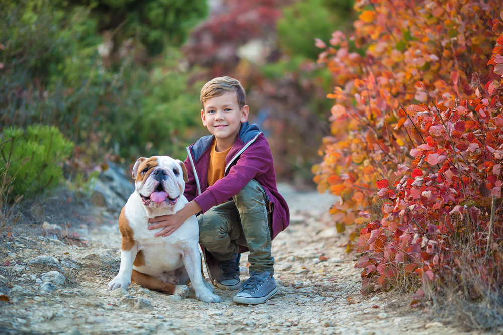 A happy boy crouches next to his English Bulldog while on a walk outside. 