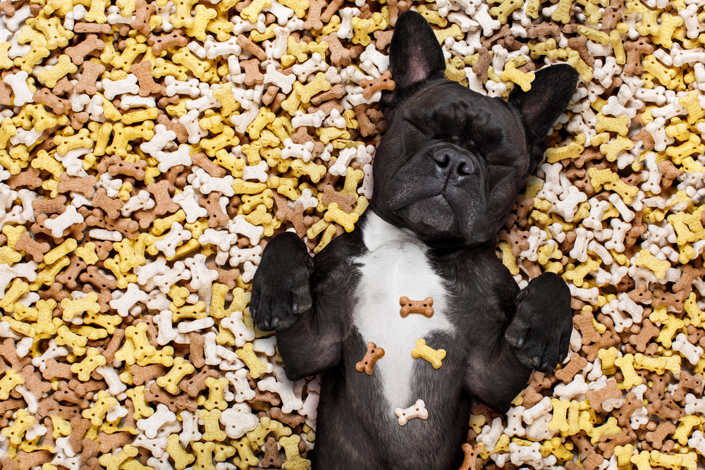 A French Bulldog puppy rolls around in a blanket of homemade dog treats for Thanksgiving. 