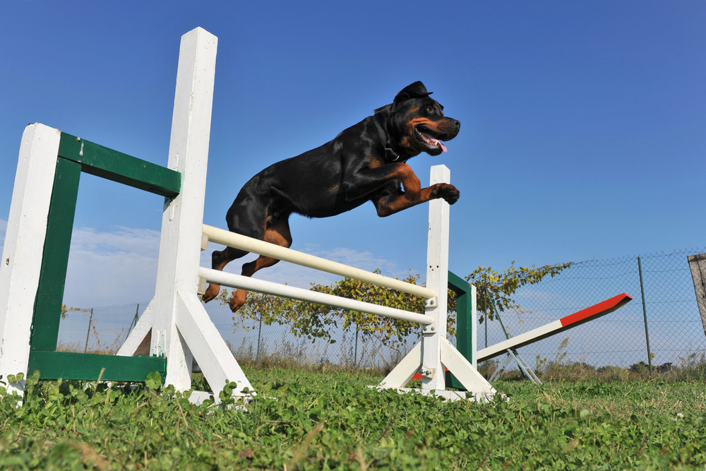 An energetic Rottweiler leaps over hurdles at an agility course, one of many ways to exercise this dog breed.