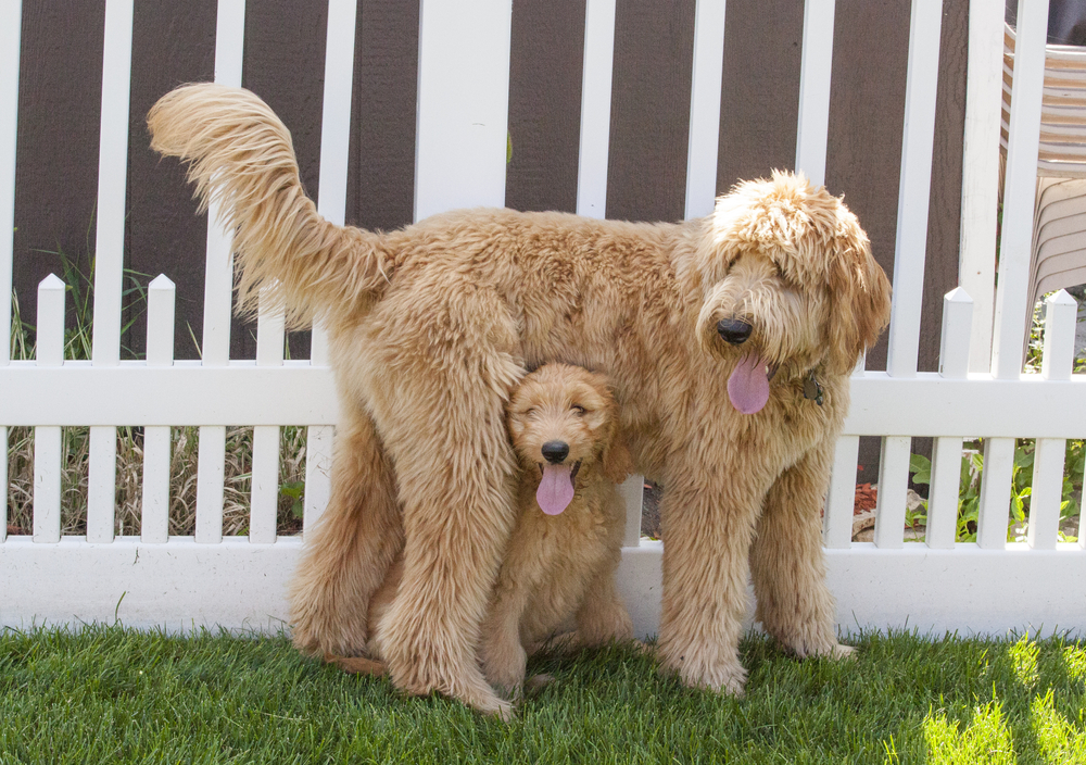An adorable Goldendoodle dog stands with her puppy in front of a white picket fence outside on a sunny day.