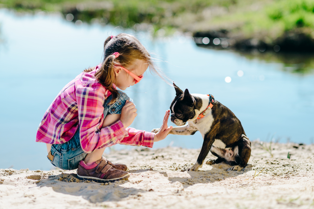 A cute girl wearing pigtails and orange sunglasses trains her Boston Terrier to give a high five, as they squat in front of a lake outside. 