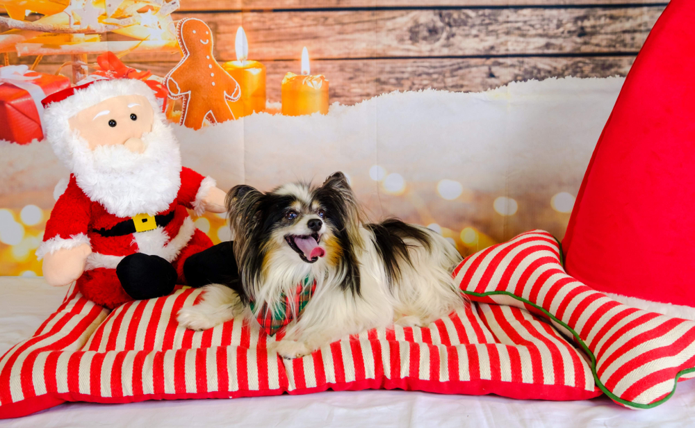 A cute, smiling Papillon dog sits on a red and white Christmas dog bed next to a Santa stuffed animal to show that your Christmas card can feature your puppy.