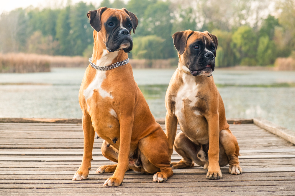 Two purebred Boxers sit on a dock with a pond in the background.