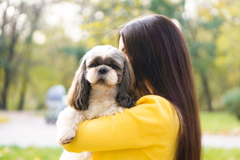 A brunette holder her purebred Shih Tzu dog, another top dog breed for beginners.