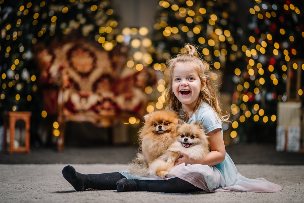 A cute little girl sits with two Pomeranian puppies on her lap, with a Christmas tree twinkling in the background.