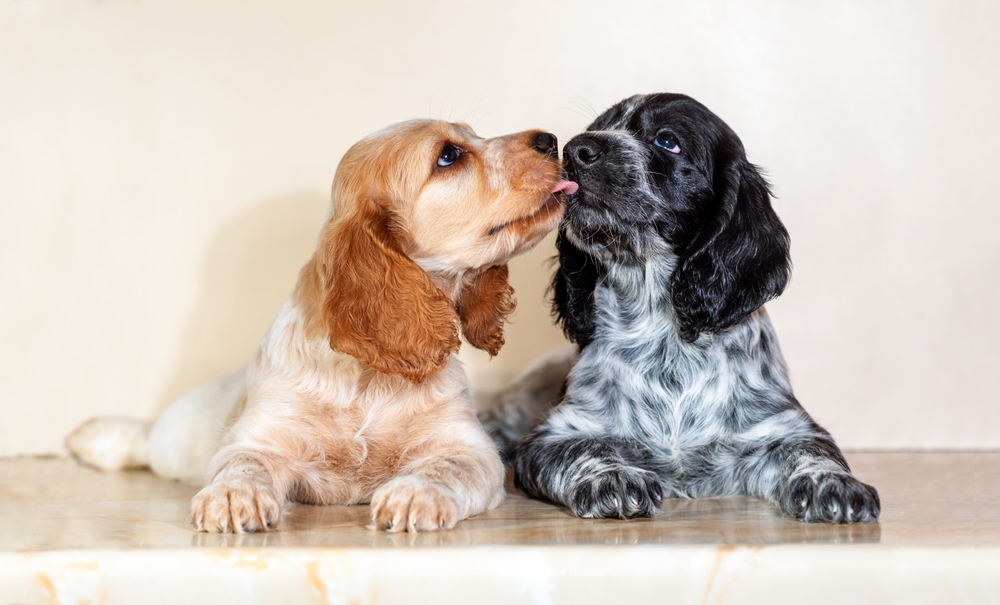 Two adult Cocker Spaniels laying on the floor lick each other.