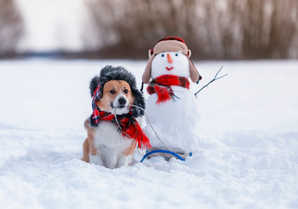 A Pembroke Welsh Corgi sits outside in the snow next to a snowman, both looking dressed for the holiday season in red scarves and hats.