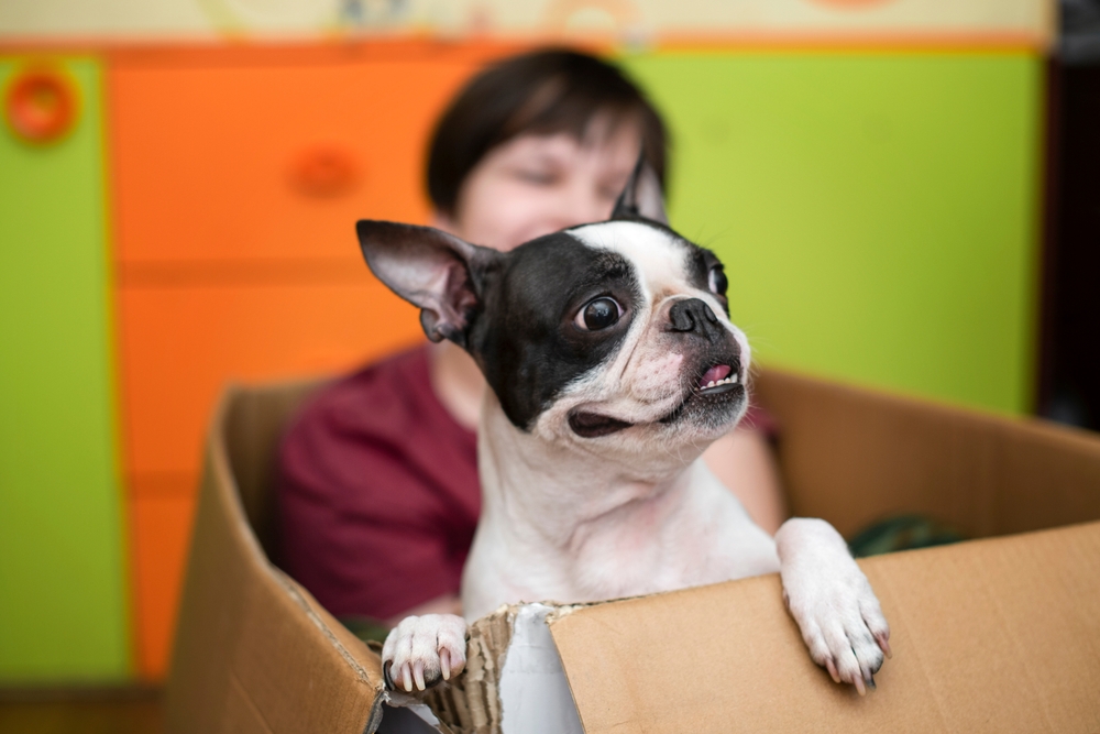 A boy sits in a cardboard box with his Boston Terrier dog, because this breed loves quirky and playful indoor games. 
