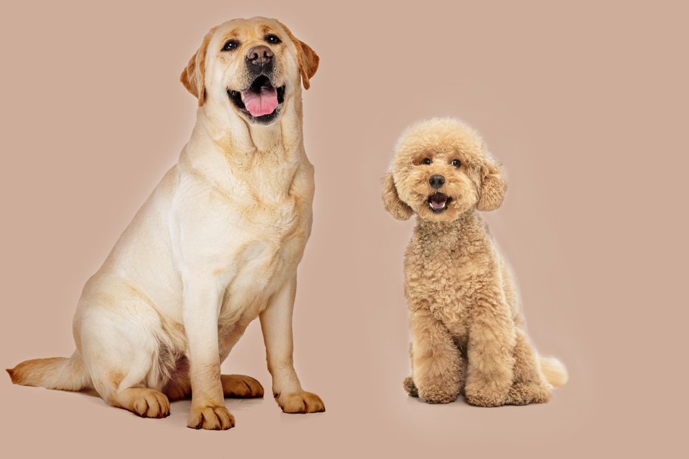 A yellow Labrador Retriever sits next to a Miniature Poodle on a pink backdrop to show that these two purebred dogs are often cross bred to create the designer dog breed, the Labradoodle.