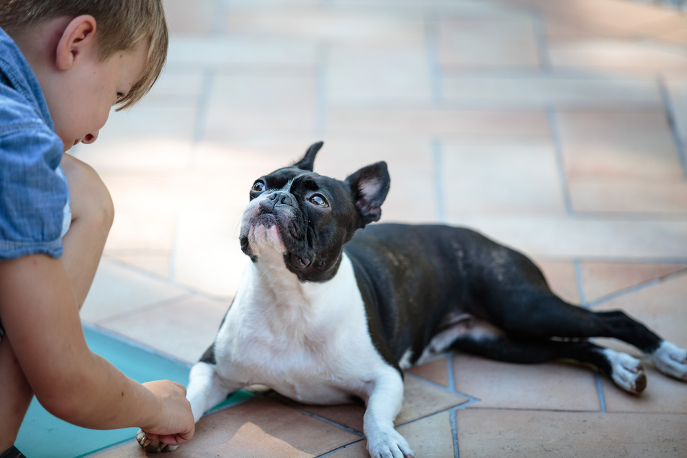 An adorable Boston Terrier lies on an outdoor patio beside a pool, while a little boy crouches in front of him.