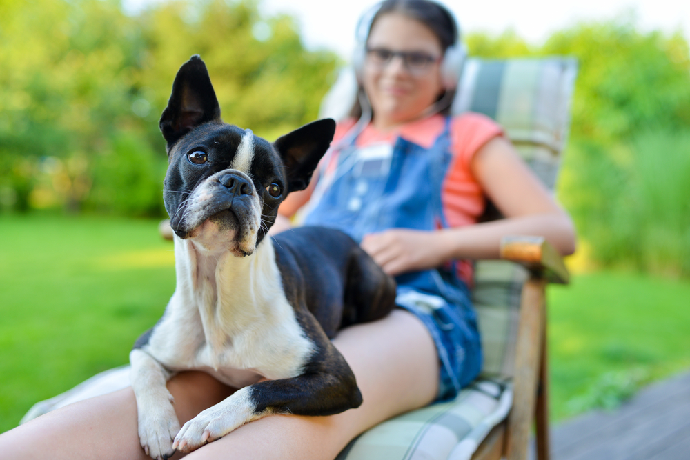 An adorable Boston Terrier sits on a teenage girl's lap as she lays on patio furniture, listening to music on her headphones outside. 