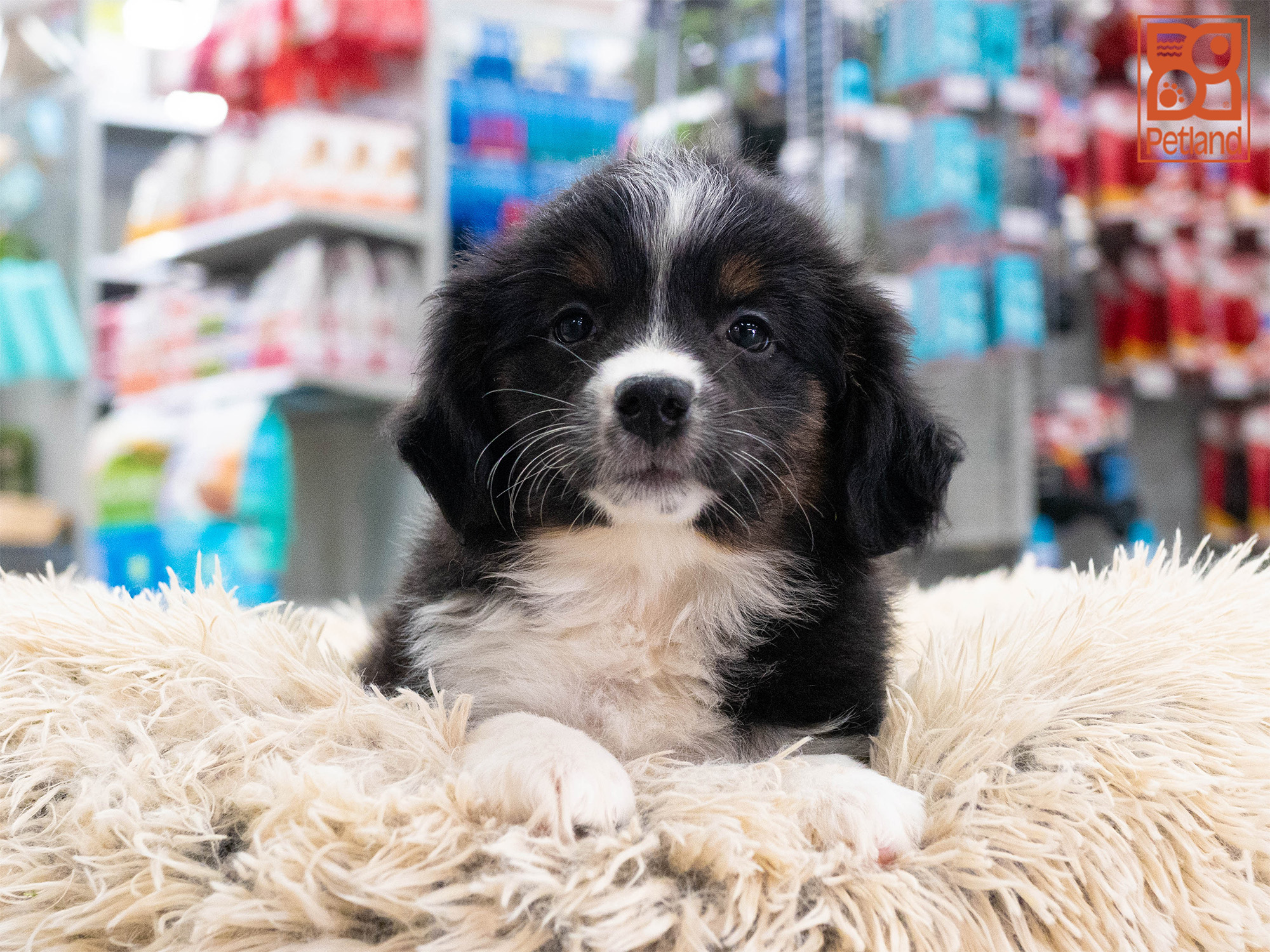 Puppies For Sale