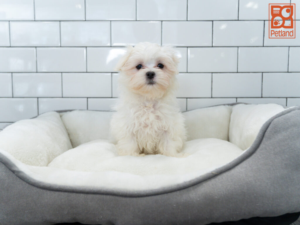 Maltese Image #1