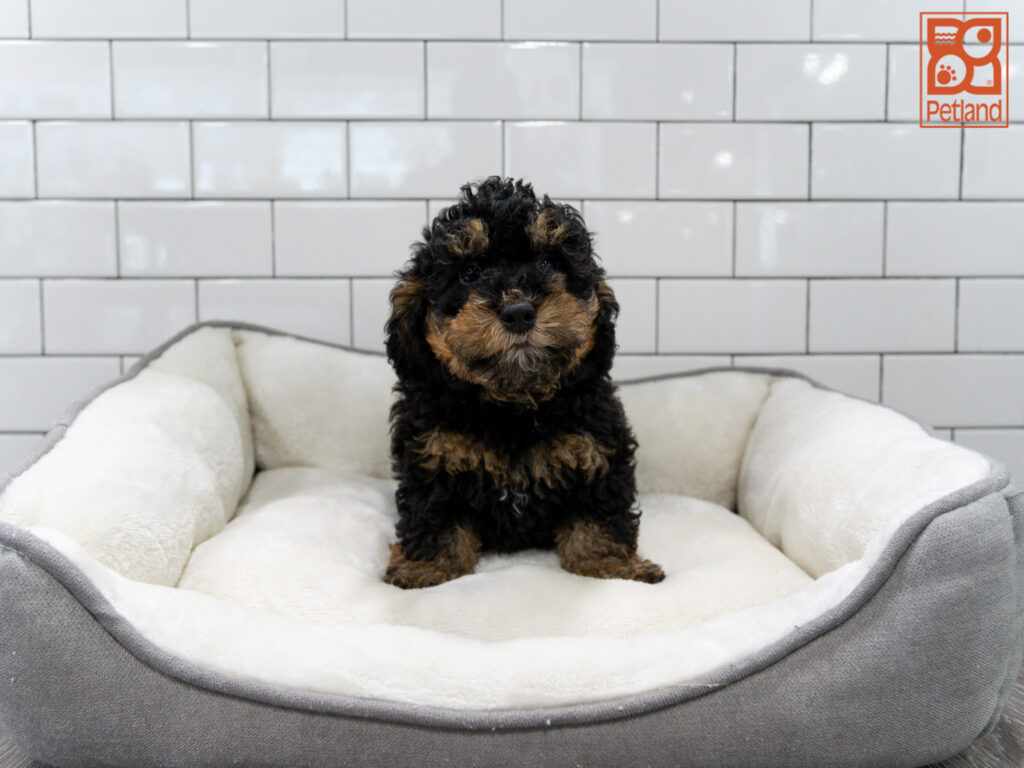 Mini Bernadoodle 2nd Gen Image #1