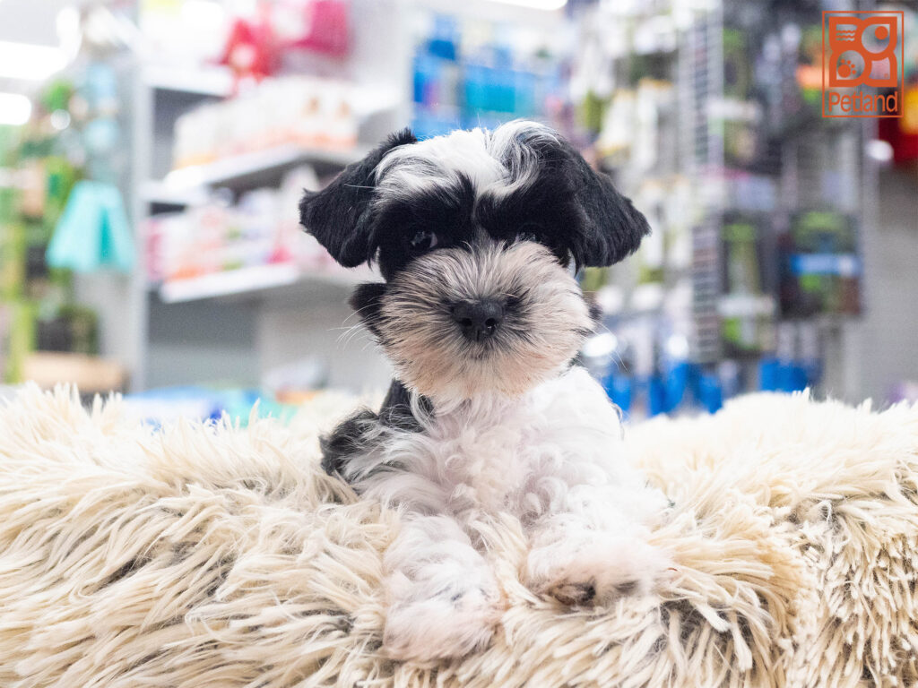 Miniature Schnauzer Image #1