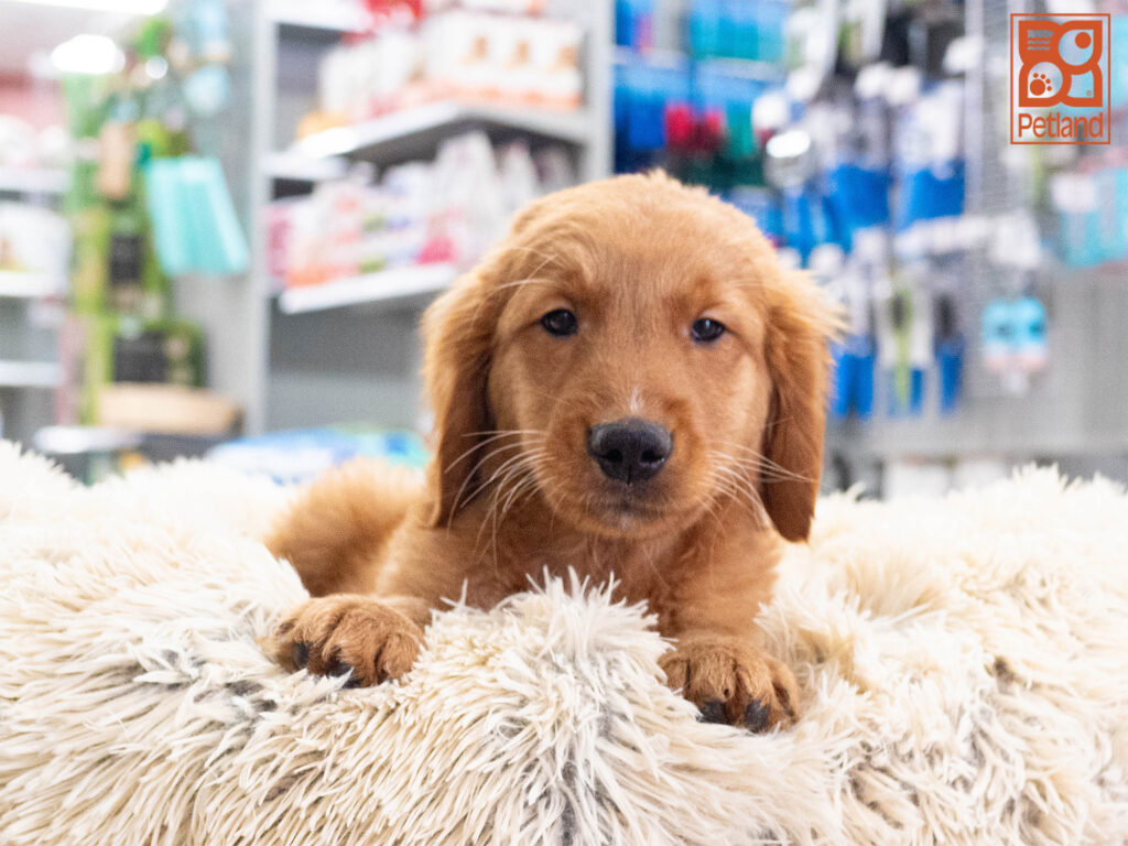 Golden Retriever Image #1