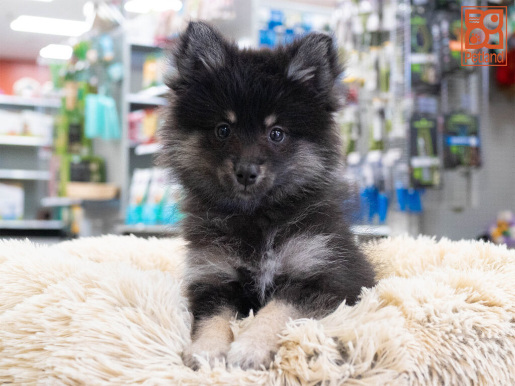 Pomsky Image #1