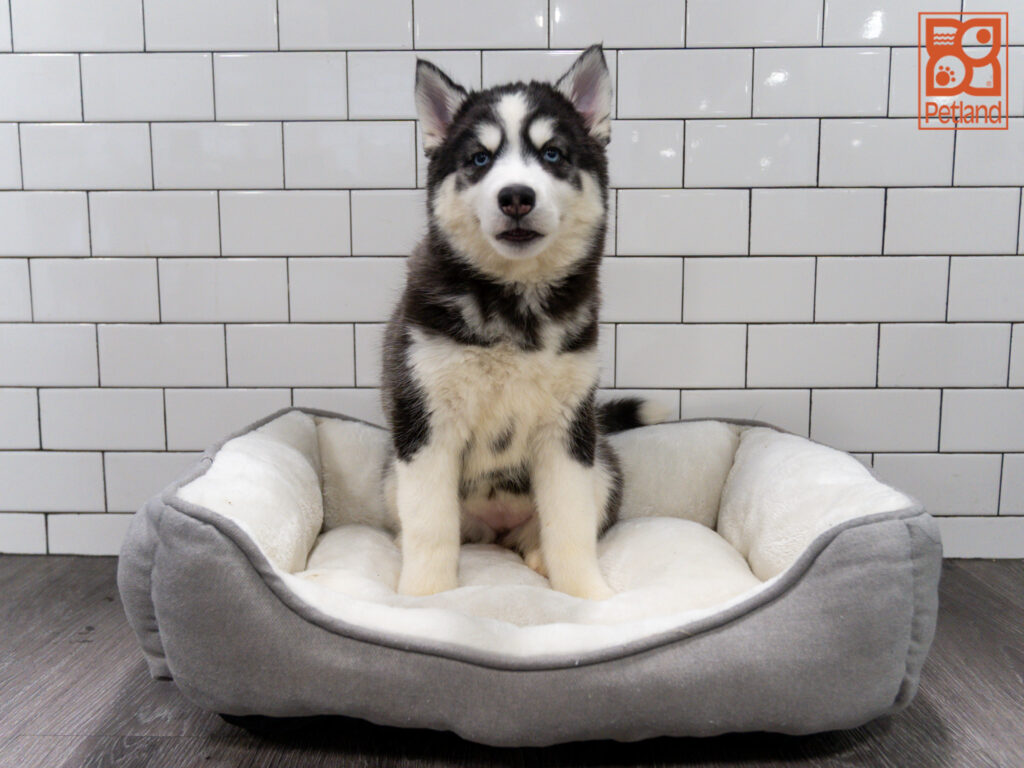 Siberian Husky Image #1