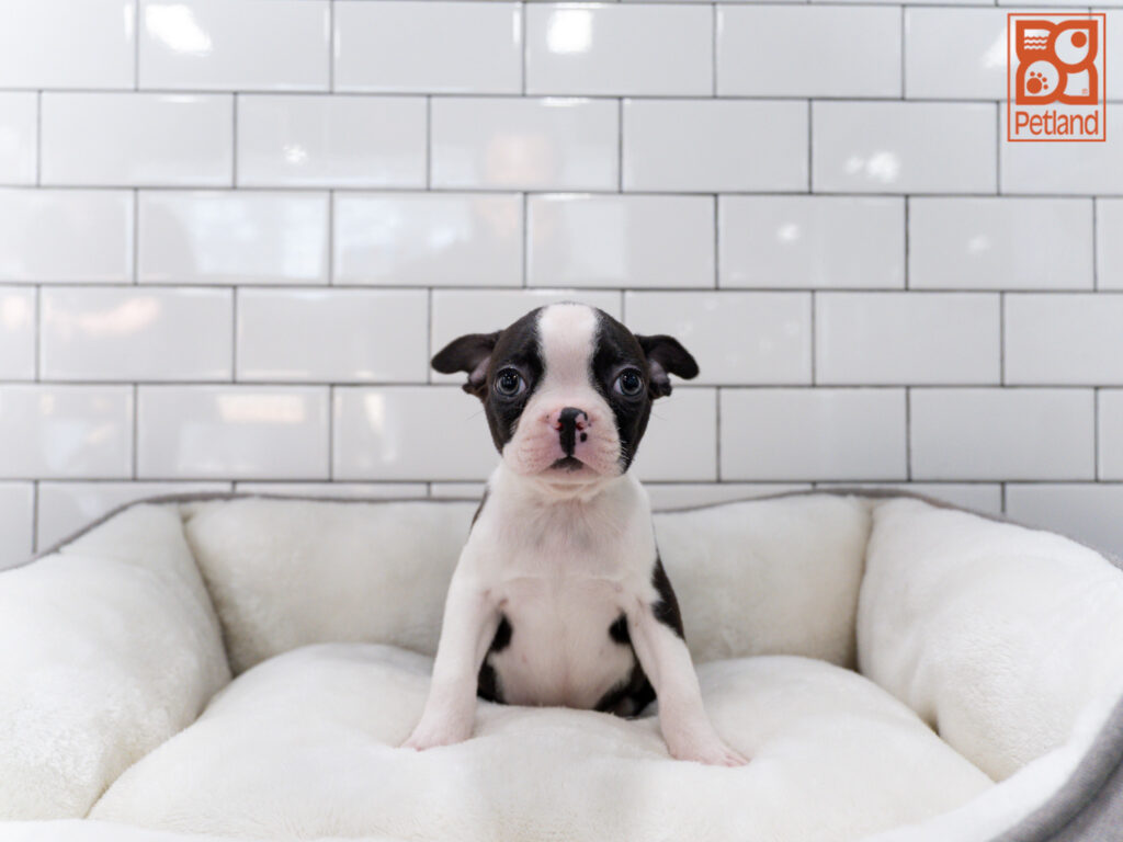 Boston Terrier Image #1