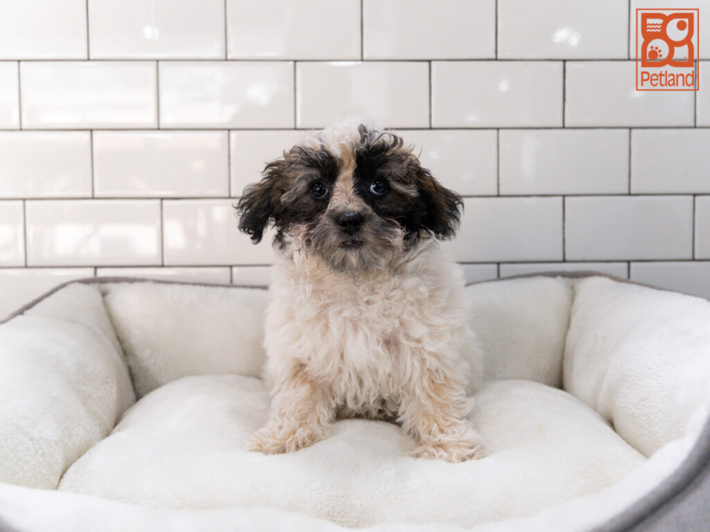 Poodle Image #1