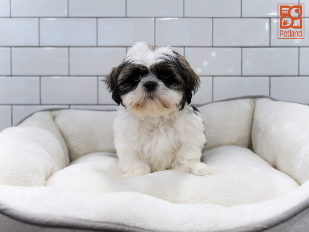 Shih Tzu Image #1