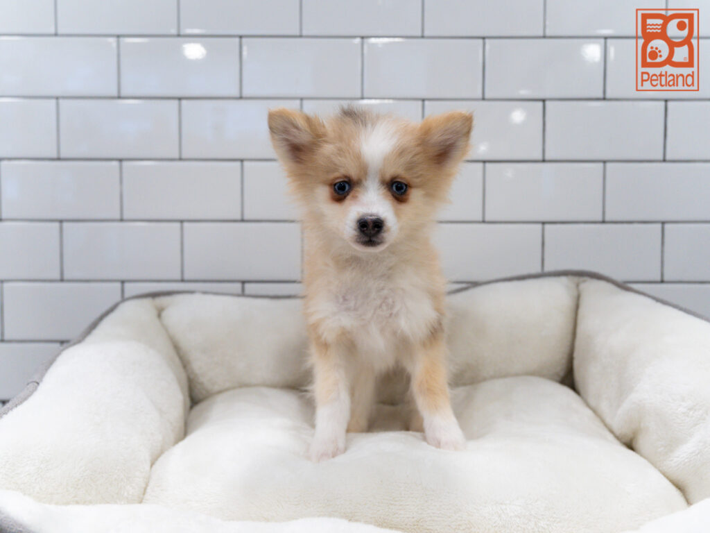 Pomsky 2nd Gen Image #1