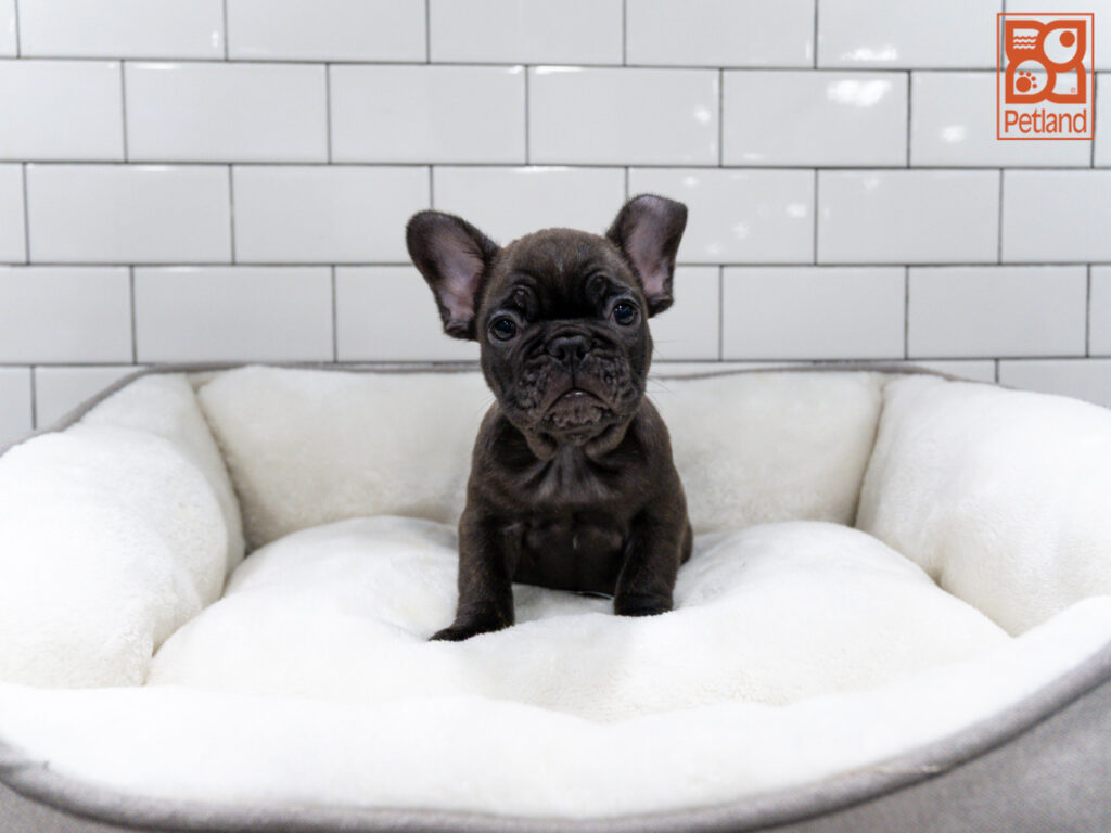 French Bulldog Image #1