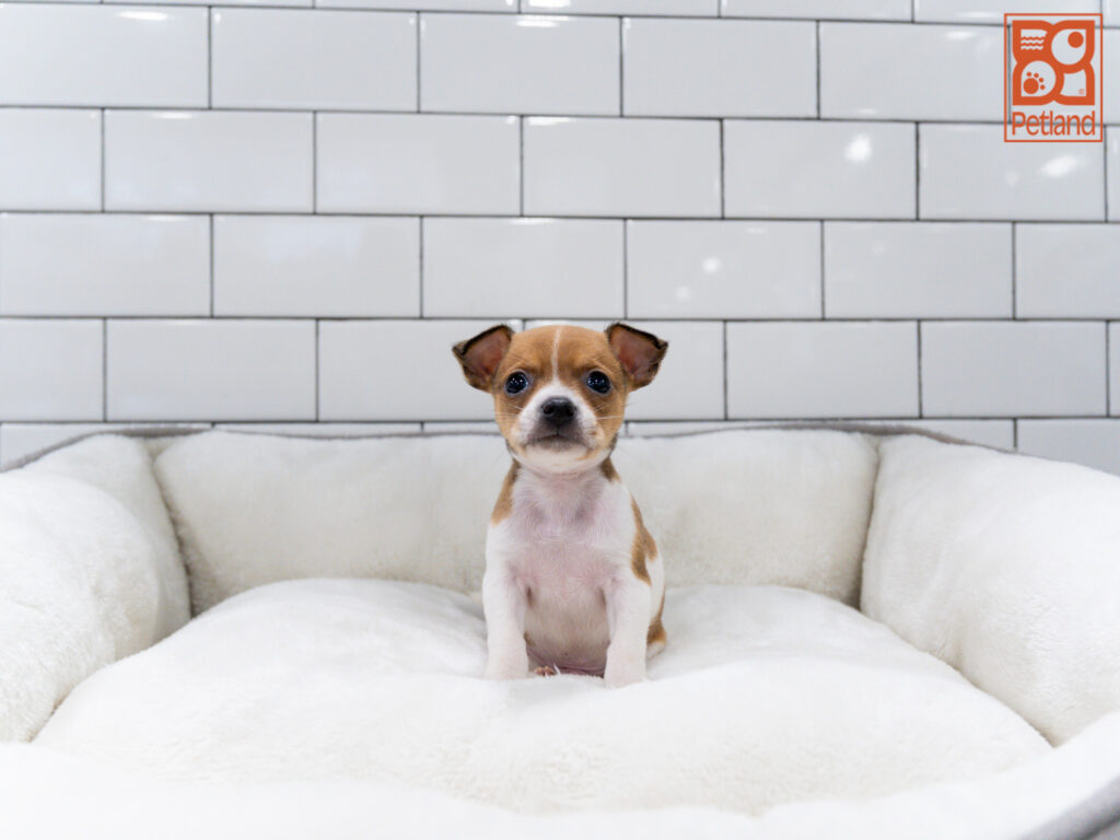 Chihuahua Image #1
