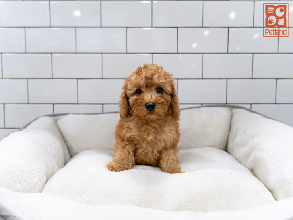 Poodle Image #1