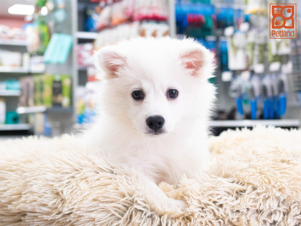 American Eskimo Image #1
