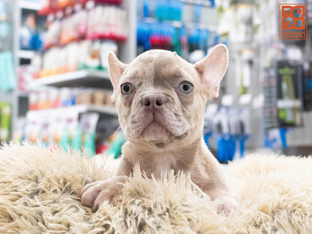 French Bulldog Image #1
