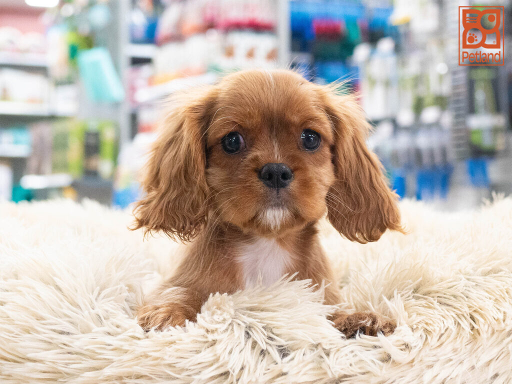 Cavalier King Charles Spaniel Image #1