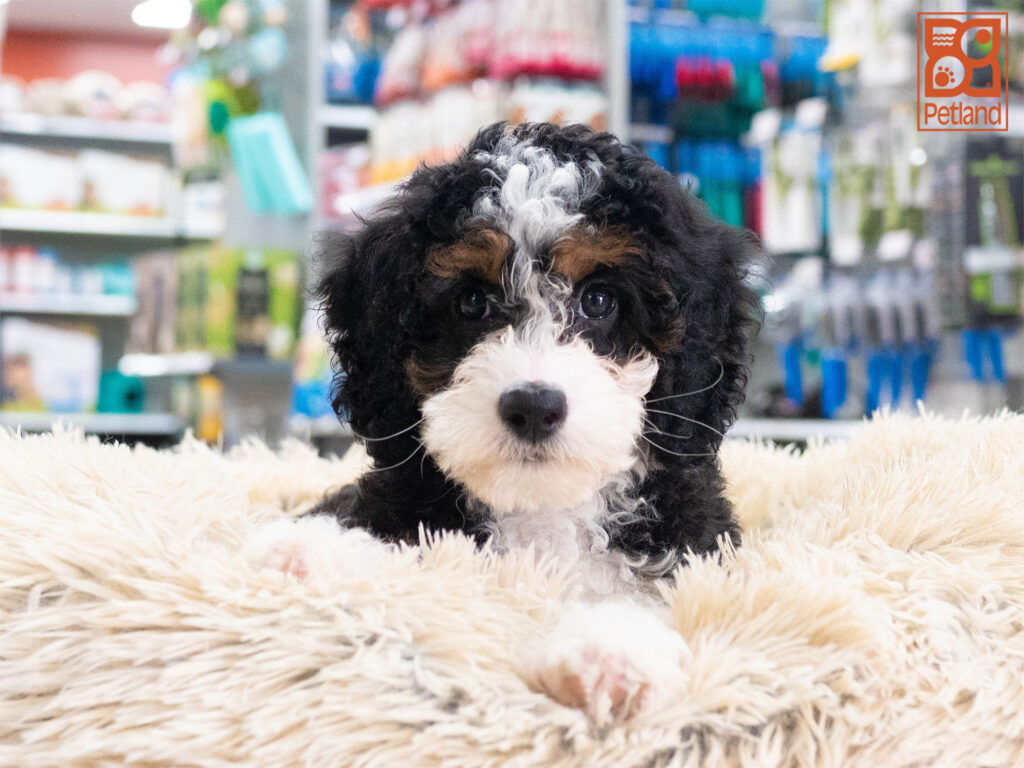 Mini Bernadoodle 2nd Gen Image #1