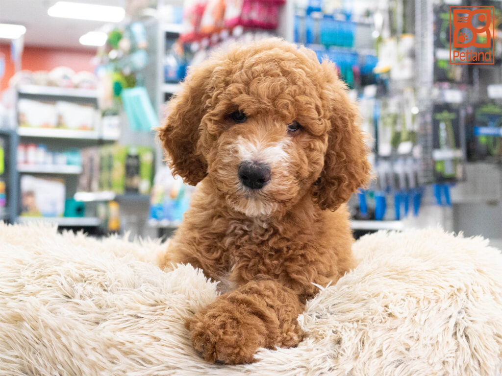 Goldendoodle 2nd Gen Image #1