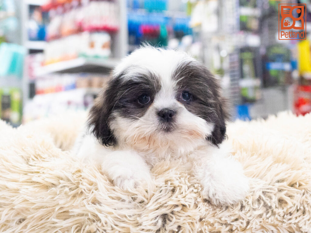 Shih Tzu Image #1