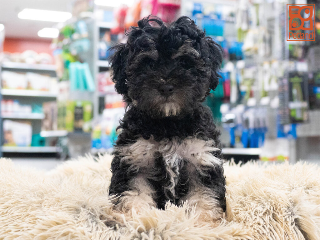 Cockapoo Image #1